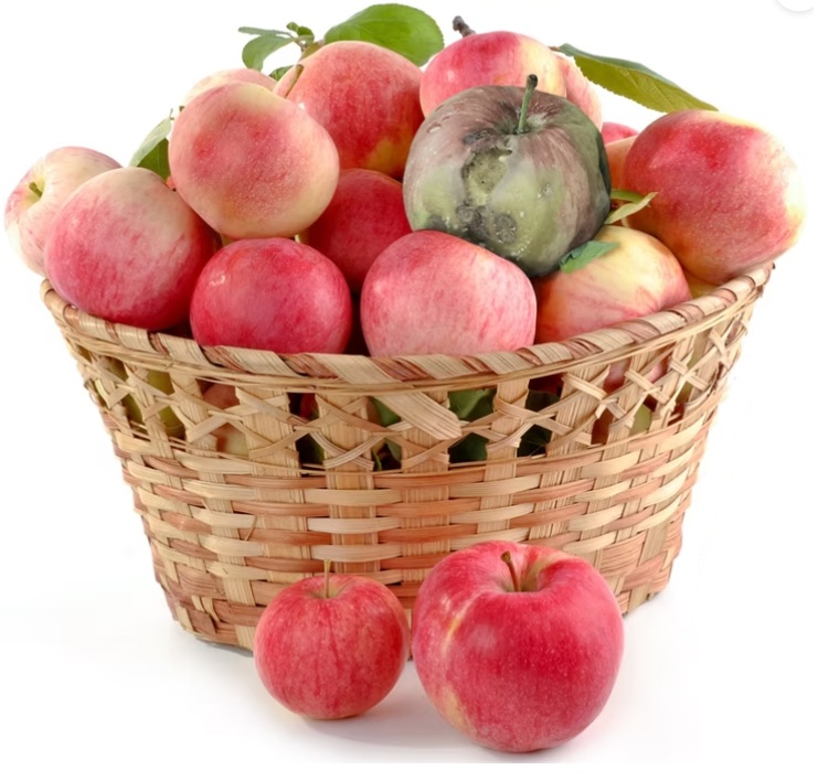Basket of apples with one spoiled apple
