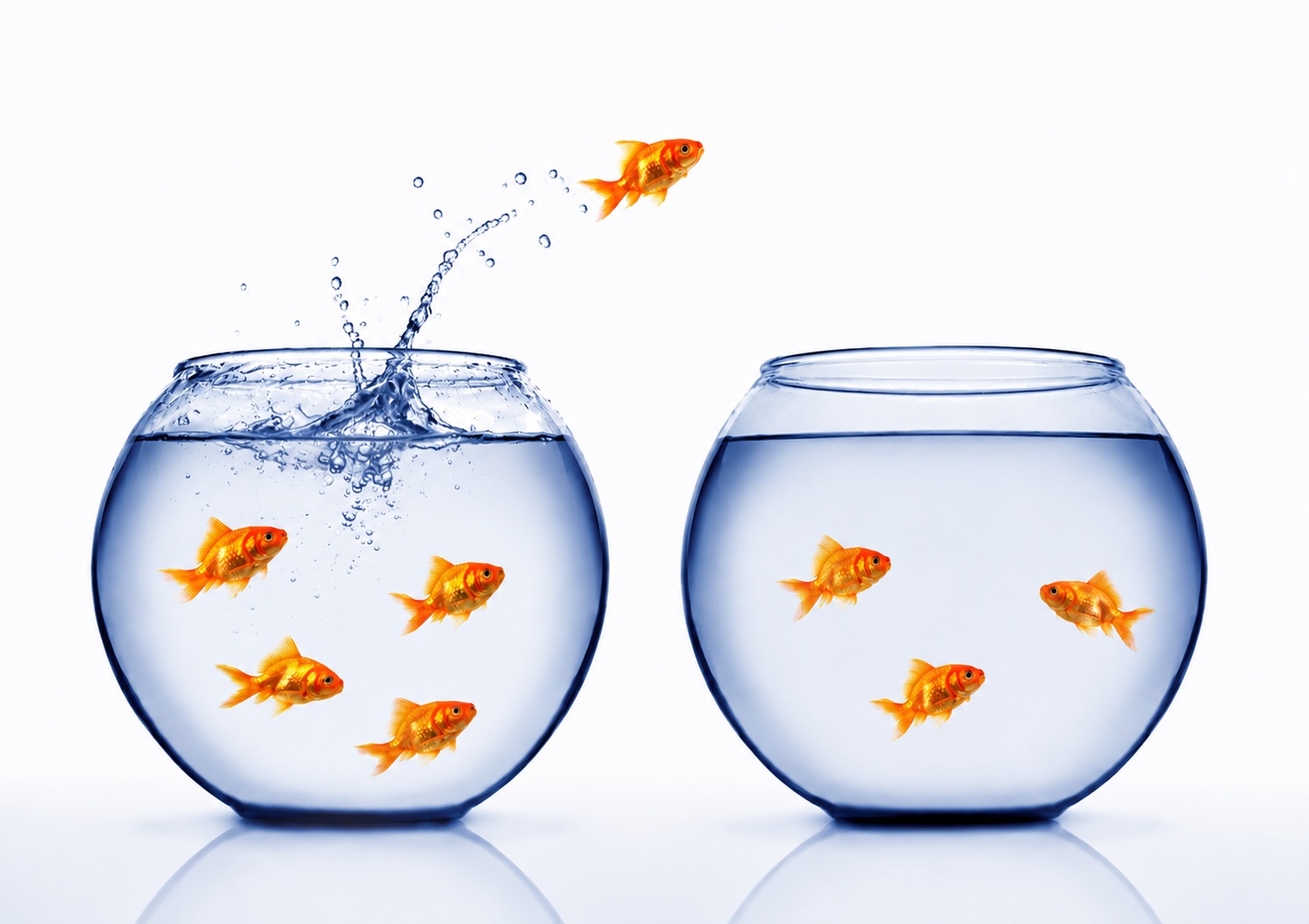 Fish transferring between fishbowls